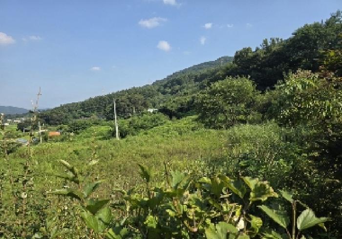 충청북도 충주시 앙성면 용대리 315-8 답 경매 사진 17