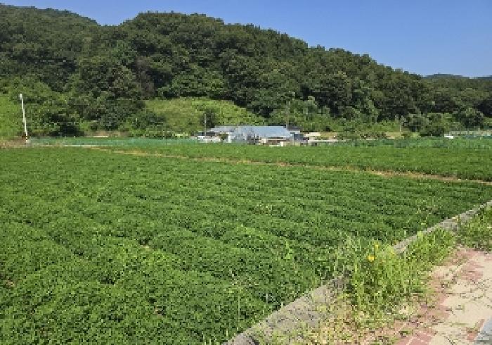 충청북도 충주시 앙성면 용대리 315-8 답 경매 사진 18
