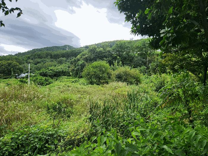 충청북도 충주시 앙성면 용대리 315-8 답 경매 사진 2