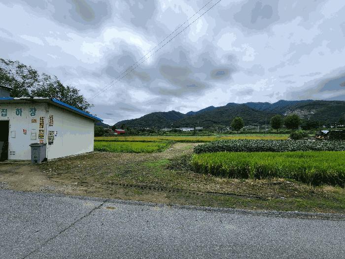 충청북도 충주시 앙성면 용대리 315-8 답 경매 사진 4