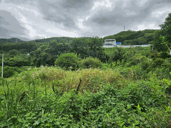 충청북도 충주시 앙성면 용대리 315-8 답 경매 사진 6