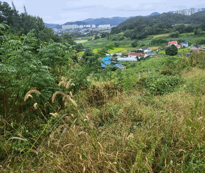 충청북도 음성군 생극면 도신리 산42 임야 경매 사진 5