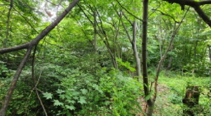 전북특별자치도 군산시 개정면 발산리 96-72 임야 경매 사진 4