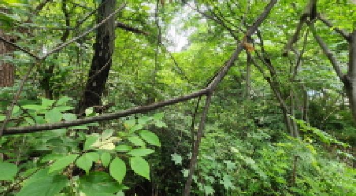전북특별자치도 군산시 개정면 발산리 96-72 임야 경매 사진 5