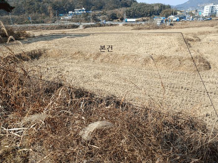 전라남도 영암군 미암면 채지리 261-1 답 경매 사진 2