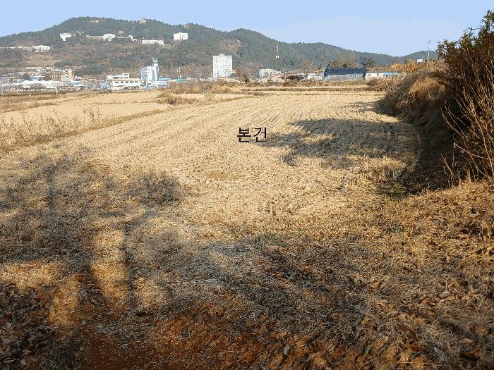 전라남도 영암군 미암면 채지리 261-1 답 경매 사진 4