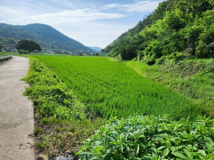 경상남도 사천시 사천읍 금곡리 316-2 대지 경매 사진 3