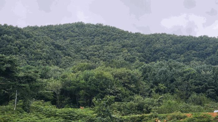 전라남도 구례군 토지면 내동리 160 답 경매 사진 13