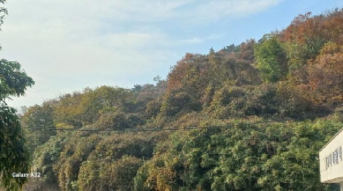 경상남도 거제시 연초면 송정리 729-1 임야 경매 사진 14