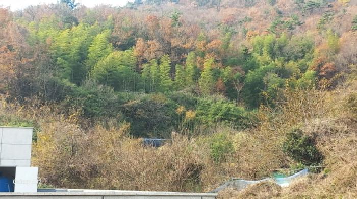 경상남도 거제시 연초면 송정리 729-1 임야 경매 사진 15