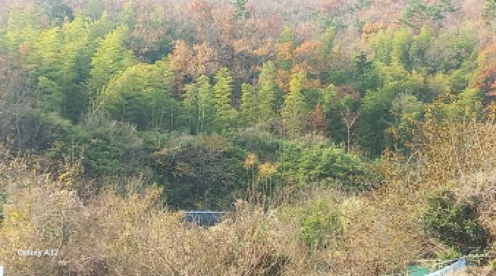 경상남도 거제시 연초면 송정리 729-1 임야 경매 사진 16