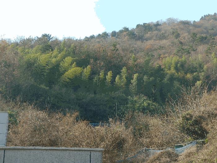 경상남도 거제시 연초면 송정리 729-1 임야 경매 사진 5