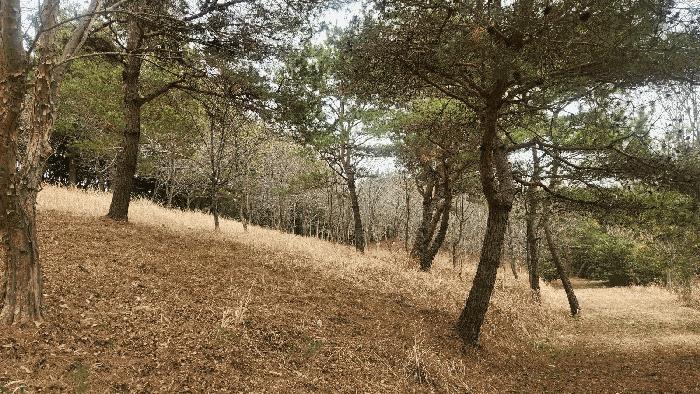 경상남도 사천시 곤명면 삼정리 산44-3 임야 경매 사진 13