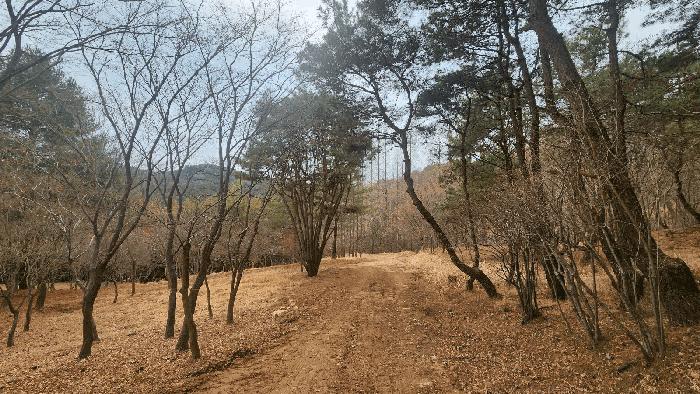 경상남도 사천시 곤명면 삼정리 산44-3 임야 경매 사진 4