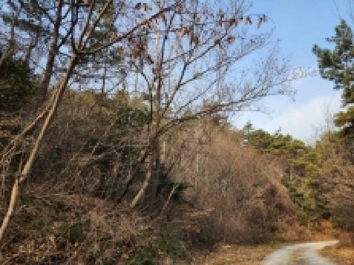 전라남도 여수시 율촌면 신풍리 산115 임야 경매 사진 17