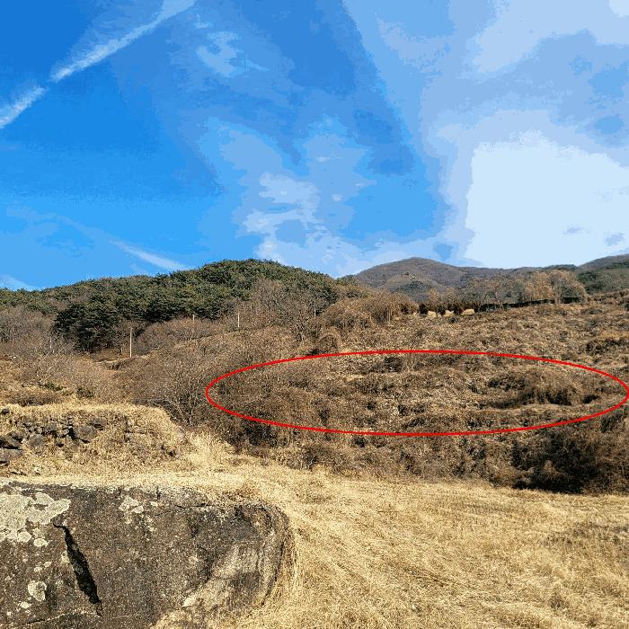 전라남도 순천시 송광면 이읍리 322 답 경매 사진 8