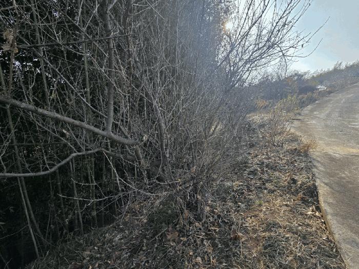 전라남도 구례군 문척면 월전리 605-1 임야 경매 사진 15