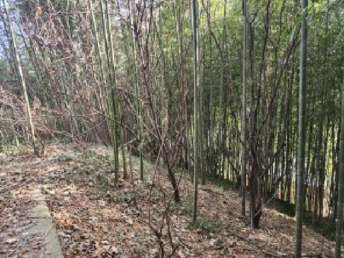 전라남도 구례군 문척면 월전리 605-1 임야 경매 사진 20