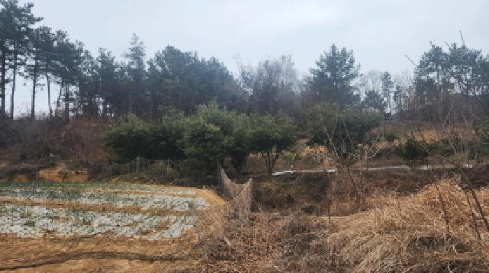 전라남도 고흥군 금산면 석정리 1219 전 경매 사진 10