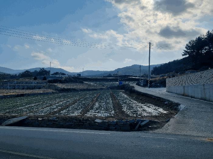 전라남도 고흥군 금산면 석정리 1291 답 경매 사진 5