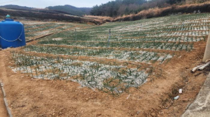 전라남도 고흥군 금산면 석정리 1291 답 경매 사진 8