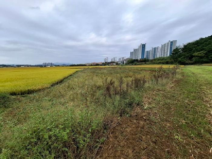 경상남도 사천시 사남면 월성리 242-2 답 경매 사진 14