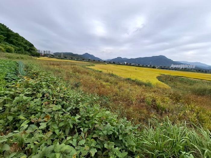 경상남도 사천시 사남면 월성리 242-2 답 경매 사진 16