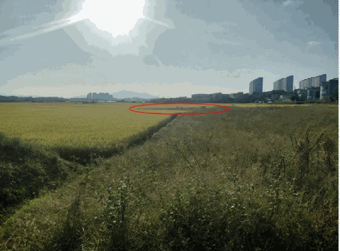 경상남도 사천시 사남면 월성리 242-2 답 경매 사진 3