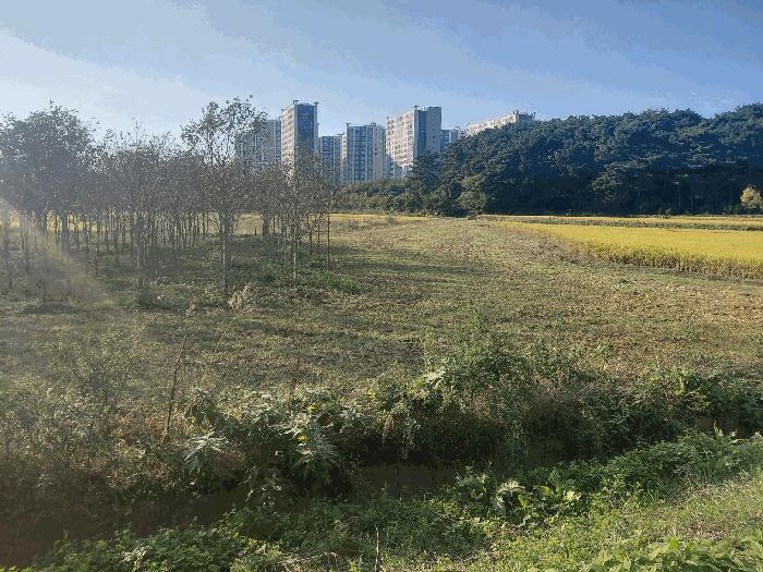 경상남도 사천시 사남면 월성리 242-2 답 경매 사진 6