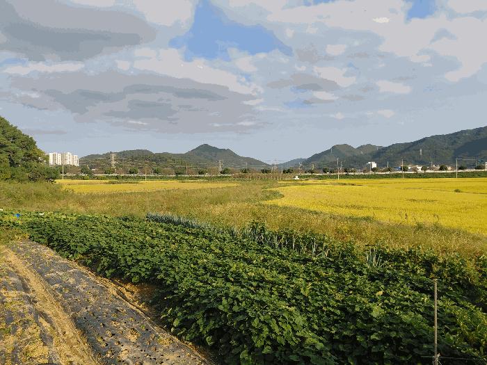 경상남도 사천시 사남면 월성리 242-2 답 경매 사진 8
