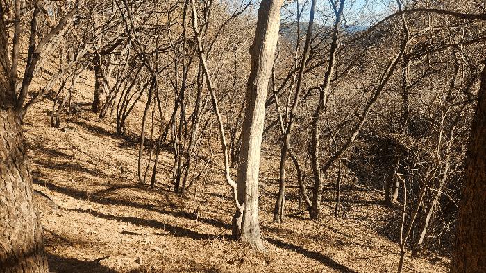 경상남도 하동군 청암면 상이리 산310 임야 경매 사진 3