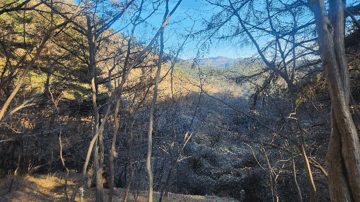 경상남도 하동군 청암면 상이리 산310 임야 경매 사진 4