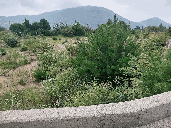경상남도 산청군 신안면 안봉리 1051-42 대지 경매 사진 13