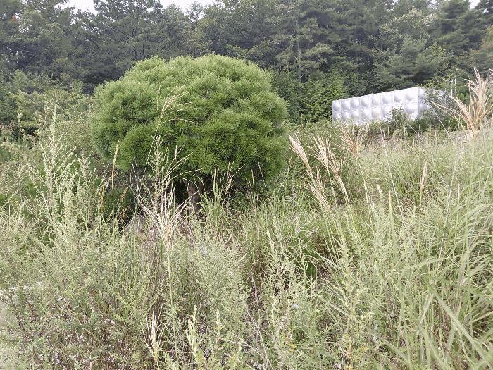 경상남도 산청군 신안면 안봉리 1051-42 대지 경매 사진 18