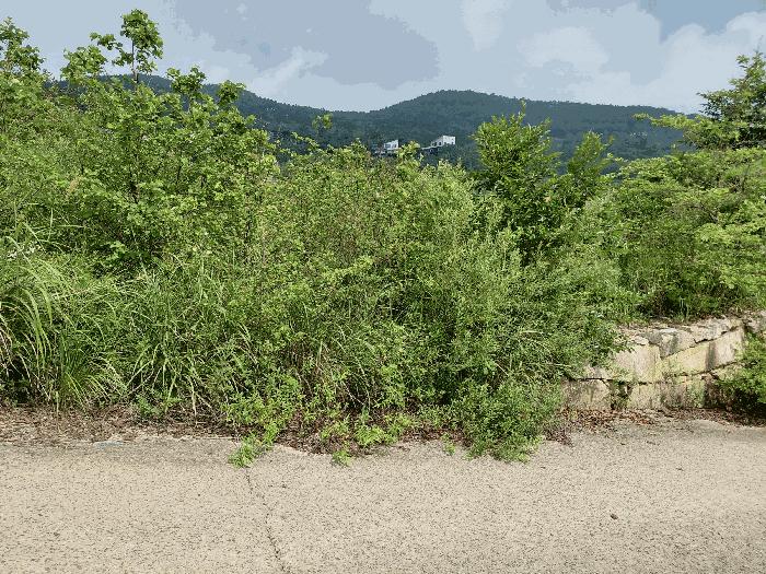 경상남도 산청군 신안면 안봉리 1051-42 대지 경매 사진 5