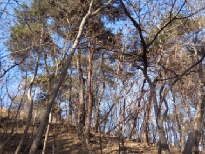 전북특별자치도 완주군 이서면 상개리 산54 임야 경매 사진 11