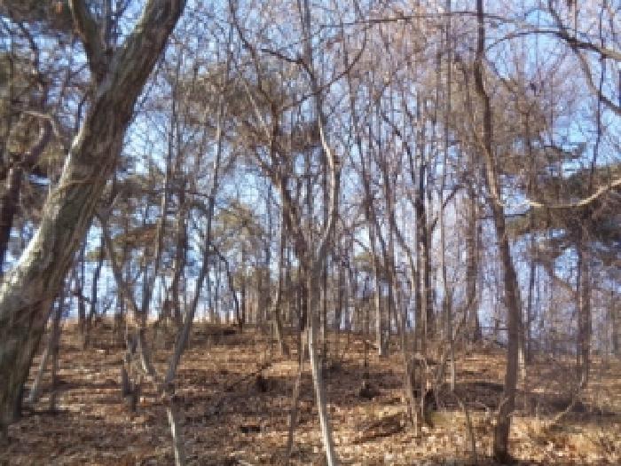 전북특별자치도 완주군 이서면 상개리 산54 임야 경매 사진 12