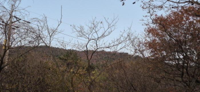 경상남도 고성군 대가면 송계리 산88-1 임야 경매 사진 6