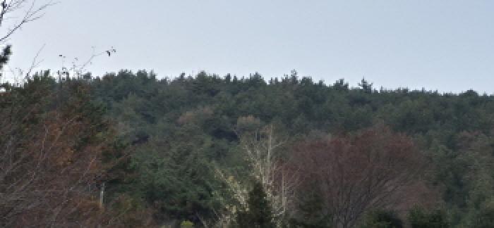 경상남도 고성군 대가면 송계리 산88-1 임야 경매 사진 8