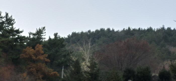 경상남도 고성군 대가면 송계리 산88-1 임야 경매 사진 9
