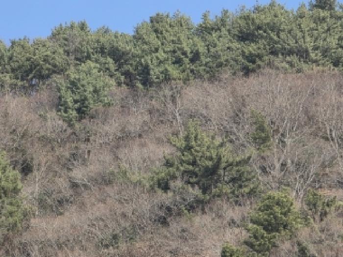 경상남도 통영시 한산면 용호리 960 답 경매 사진 5