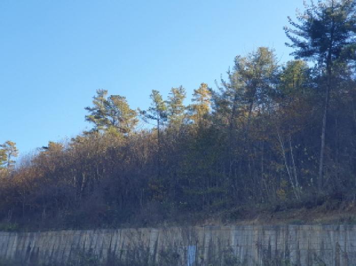 경기도 가평군 조종면 대보리 산248-8 임야 경매 사진 8