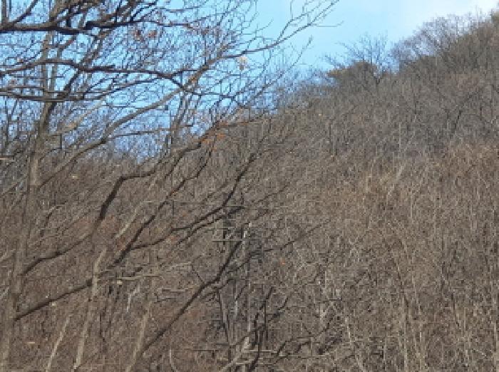 경기도 가평군 청평면 호명리 산114-2 임야 경매 사진 4
