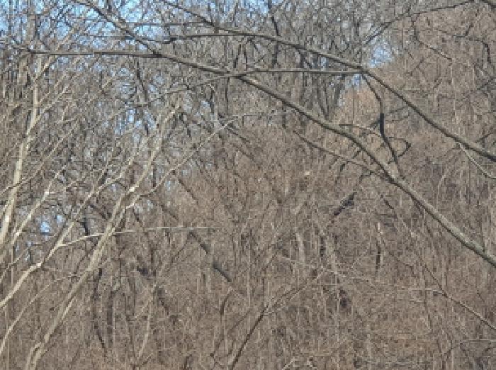 경기도 가평군 청평면 호명리 산114-2 임야 경매 사진 5