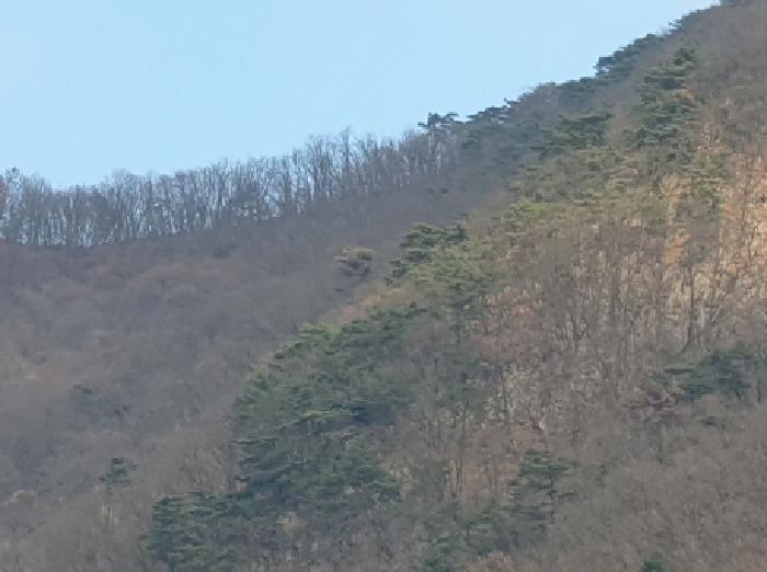 경기도 가평군 청평면 호명리 산114-2 임야 경매 사진 7
