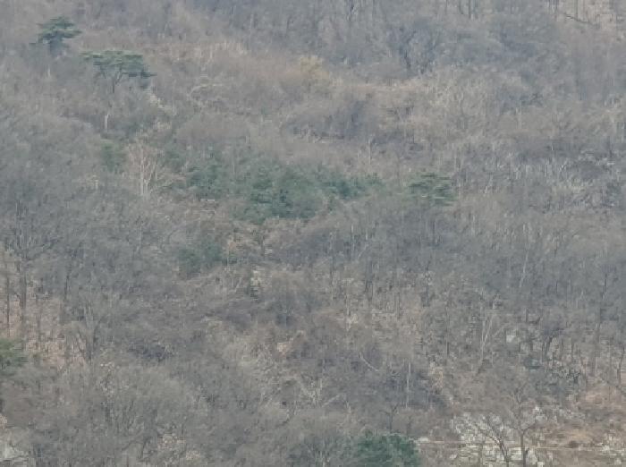 경기도 가평군 청평면 호명리 산114-2 임야 경매 사진 8