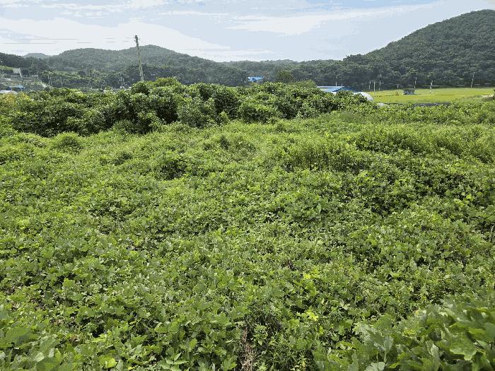 충청남도 보령시 천북면 사호리 777-1 대지 경매 사진 2
