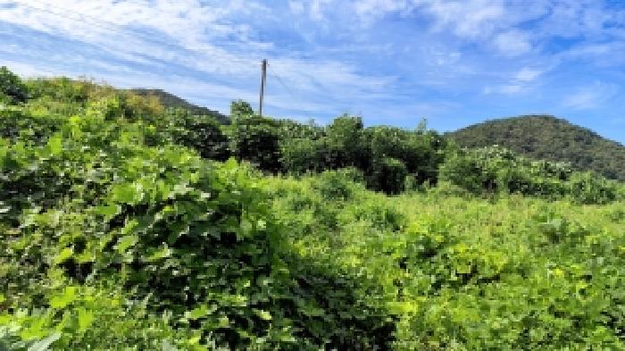 충청남도 보령시 천북면 사호리 777-1 대지 경매 사진 8