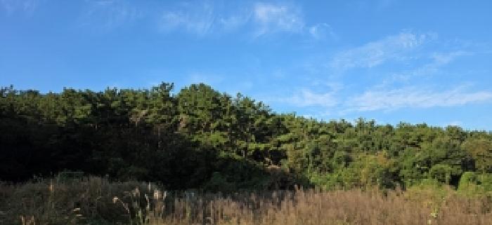 충청남도 보령시 오천면 삽시도리 산23 임야 경매 사진 2