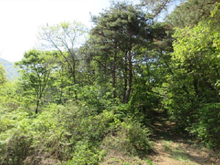 경상북도 상주시 모서면 득수리 산146 임야 경매 사진 12